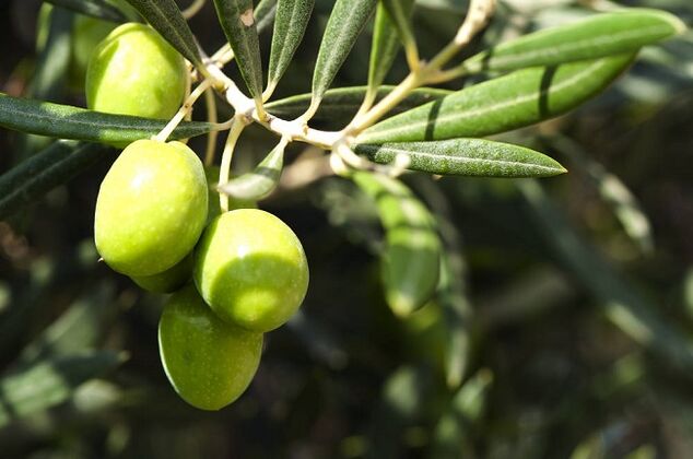 Virdeeler vun Oliven iessen op enger ketogener Ernährung